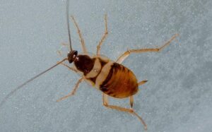 cockroach