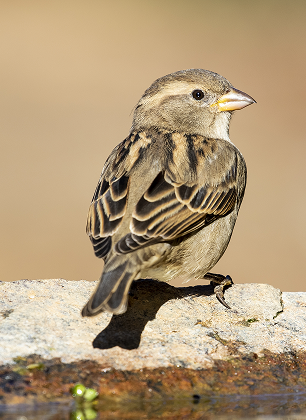 sparrow