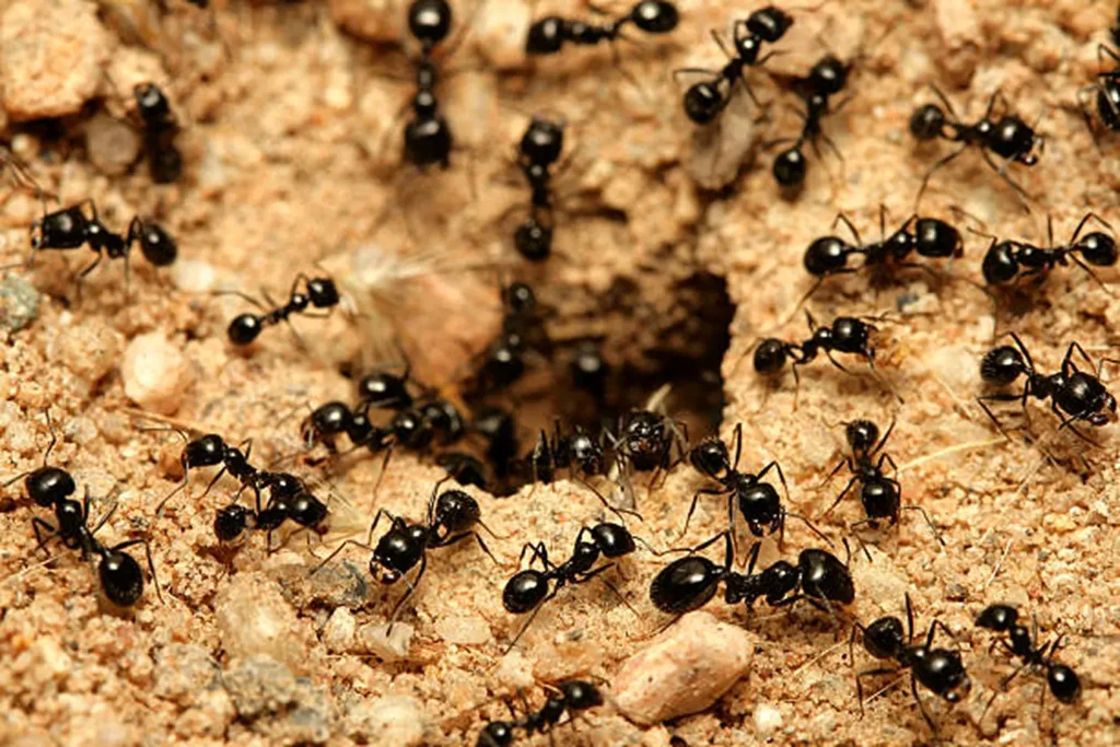 pest control