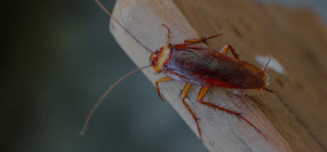 Cockroach Pest control