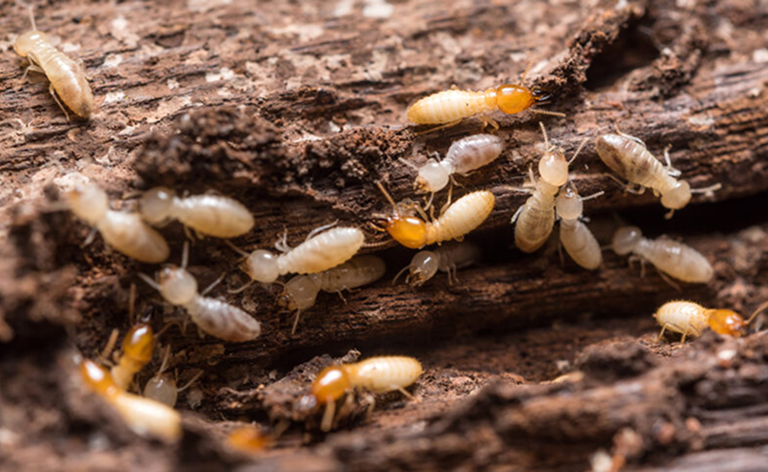Termite Treatment