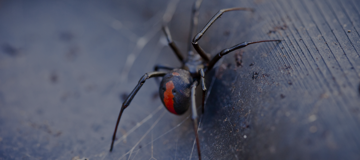 spider