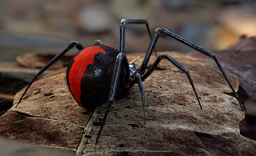 spider
