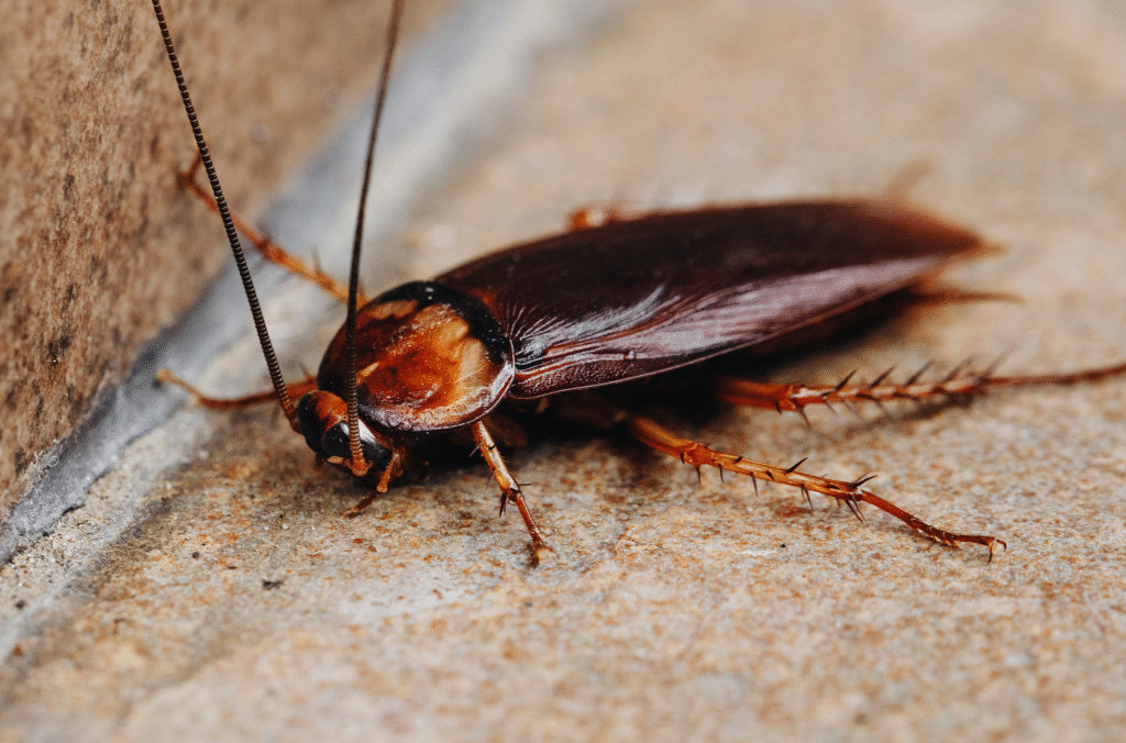 Cockroach