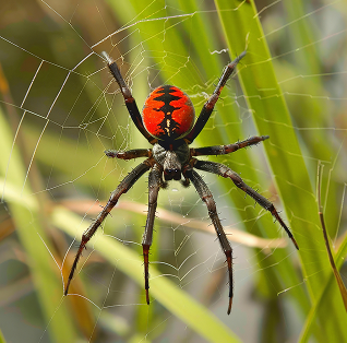 spider