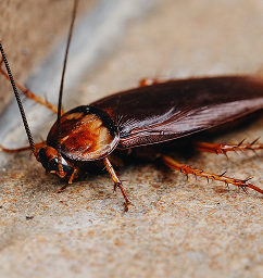cockroach