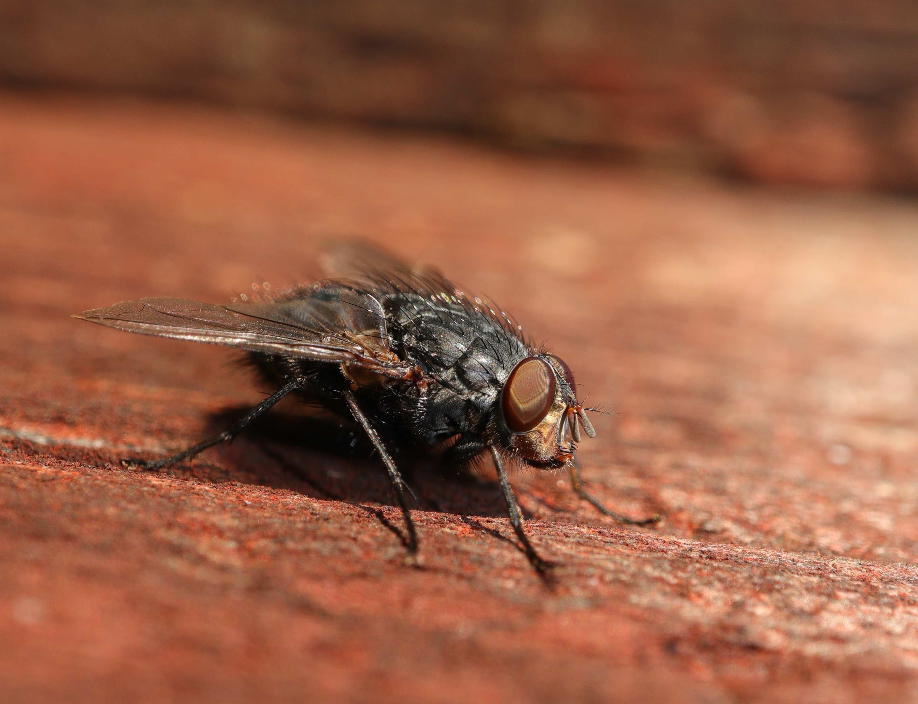 Fly