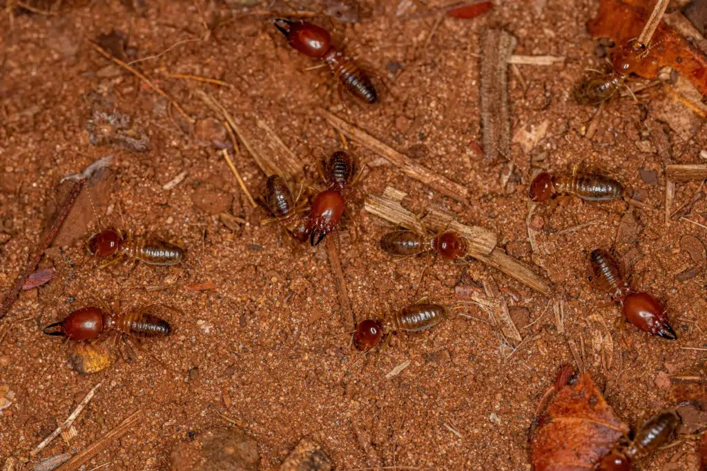 termites