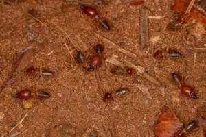 termites