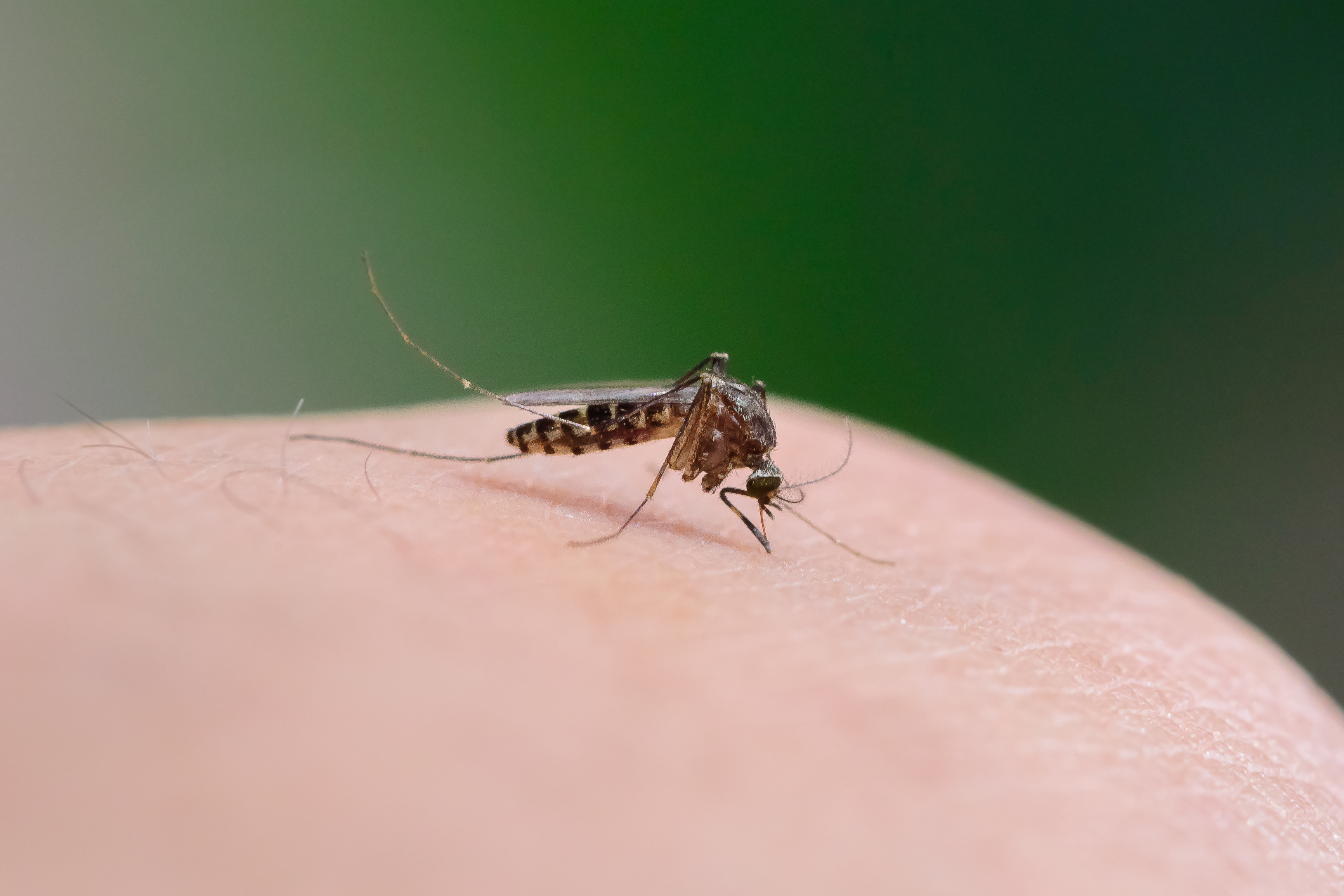 Mosquito