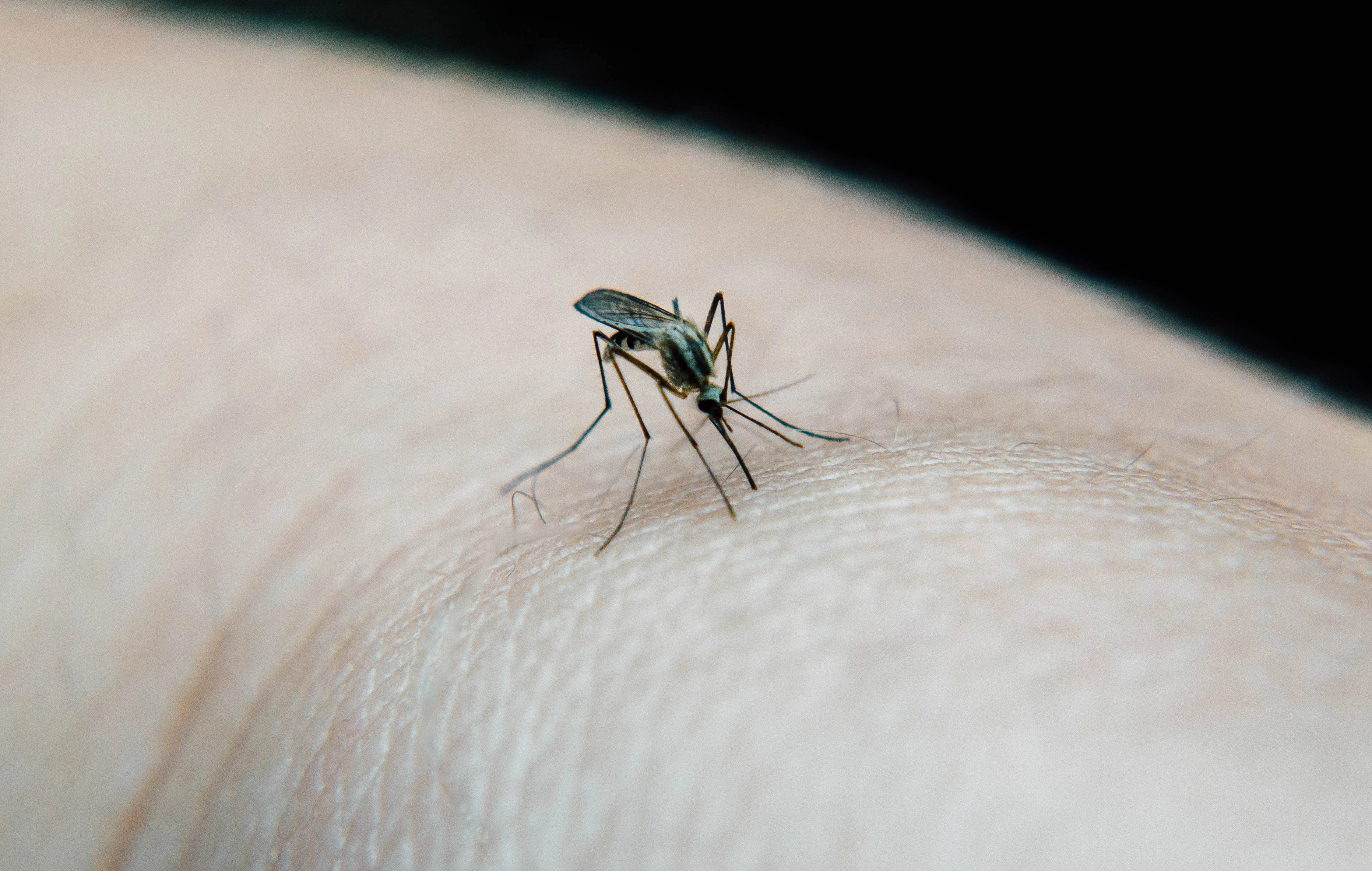 mosquito