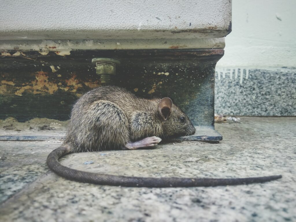 Rat