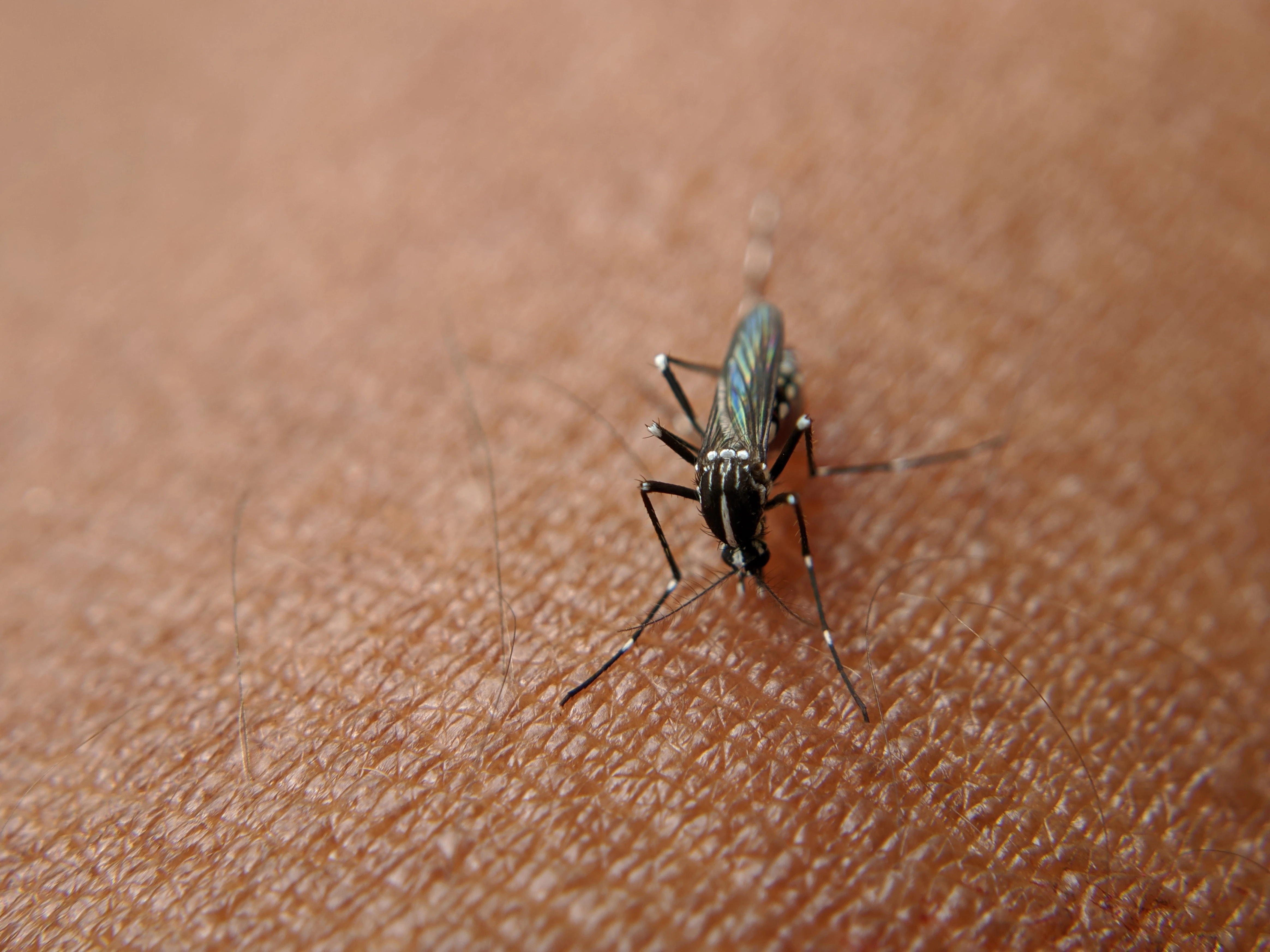 mosquito