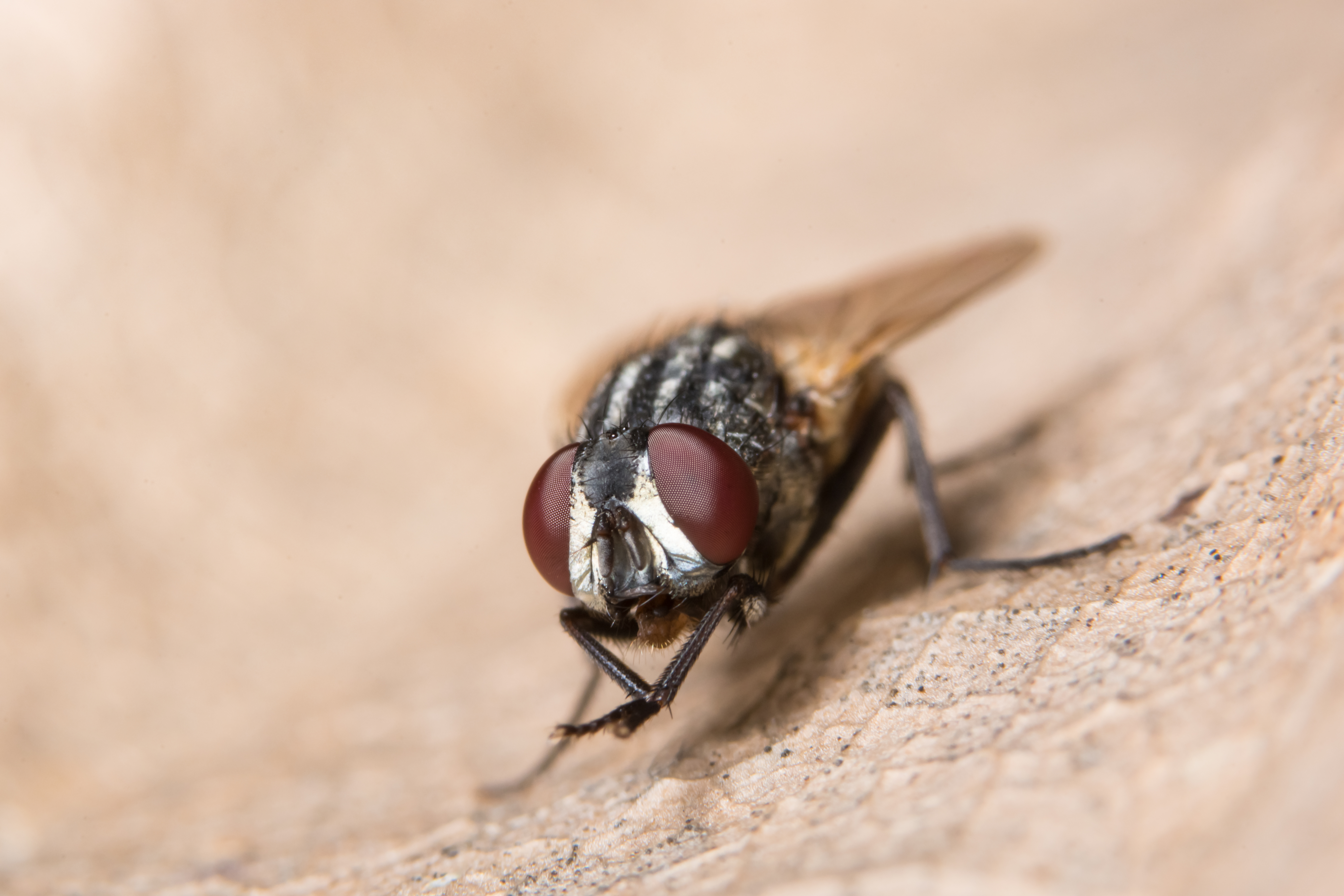 Fly infestation