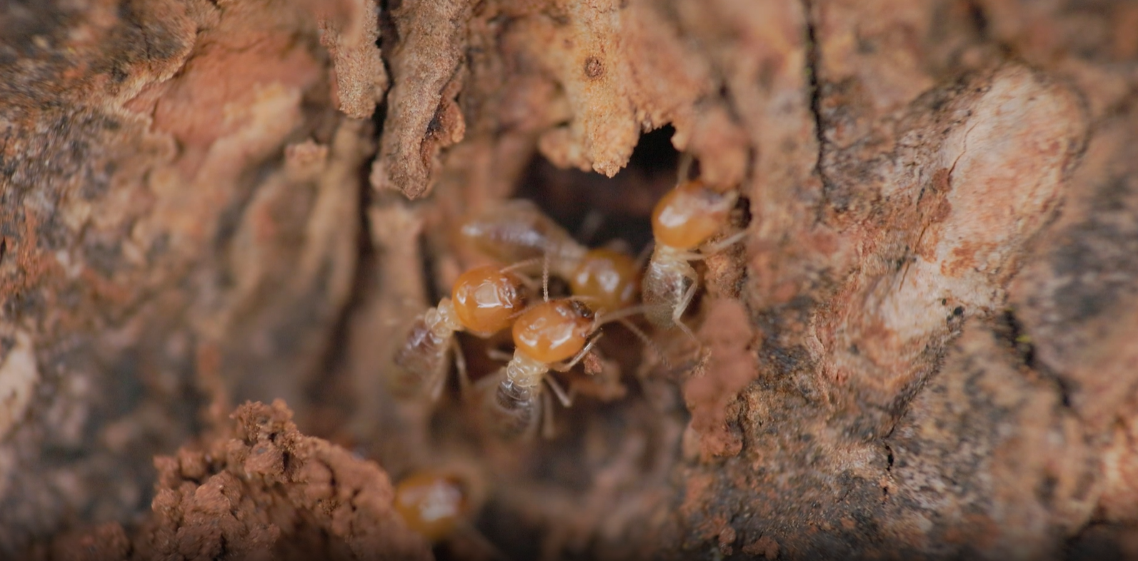 termites
