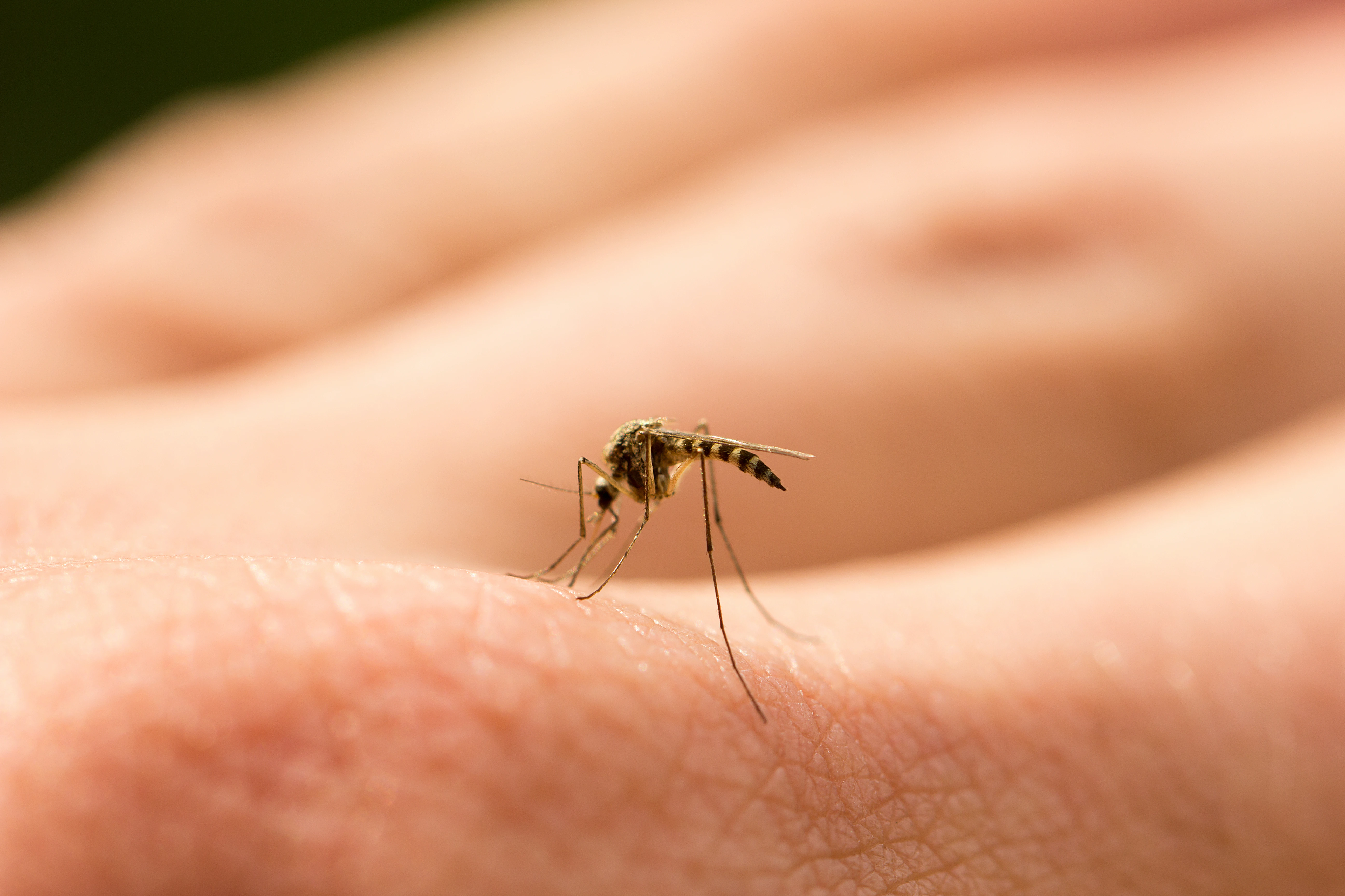 mosquitos