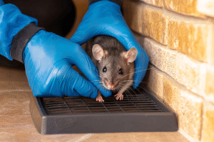 rodent pest control