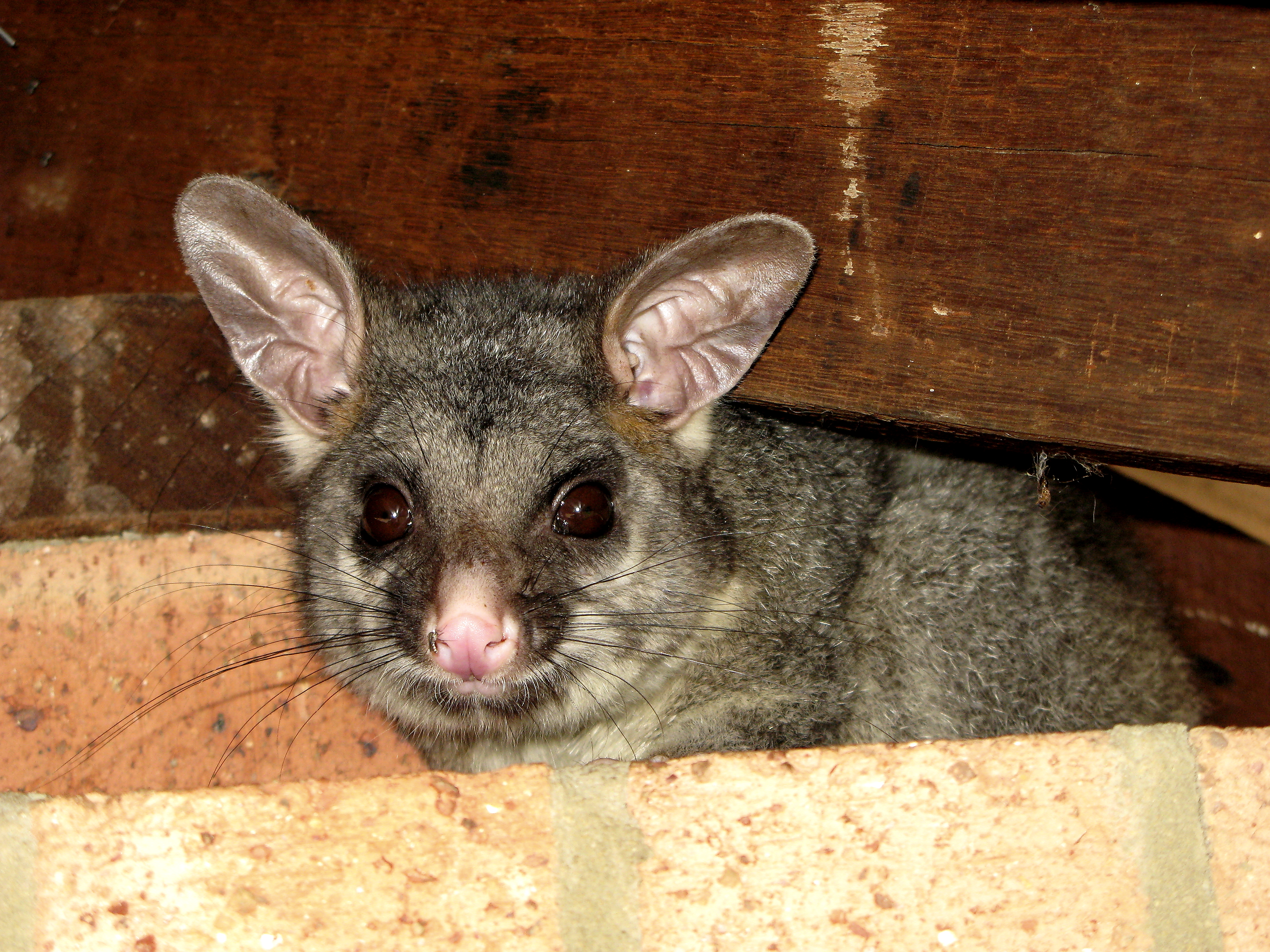 Possum
