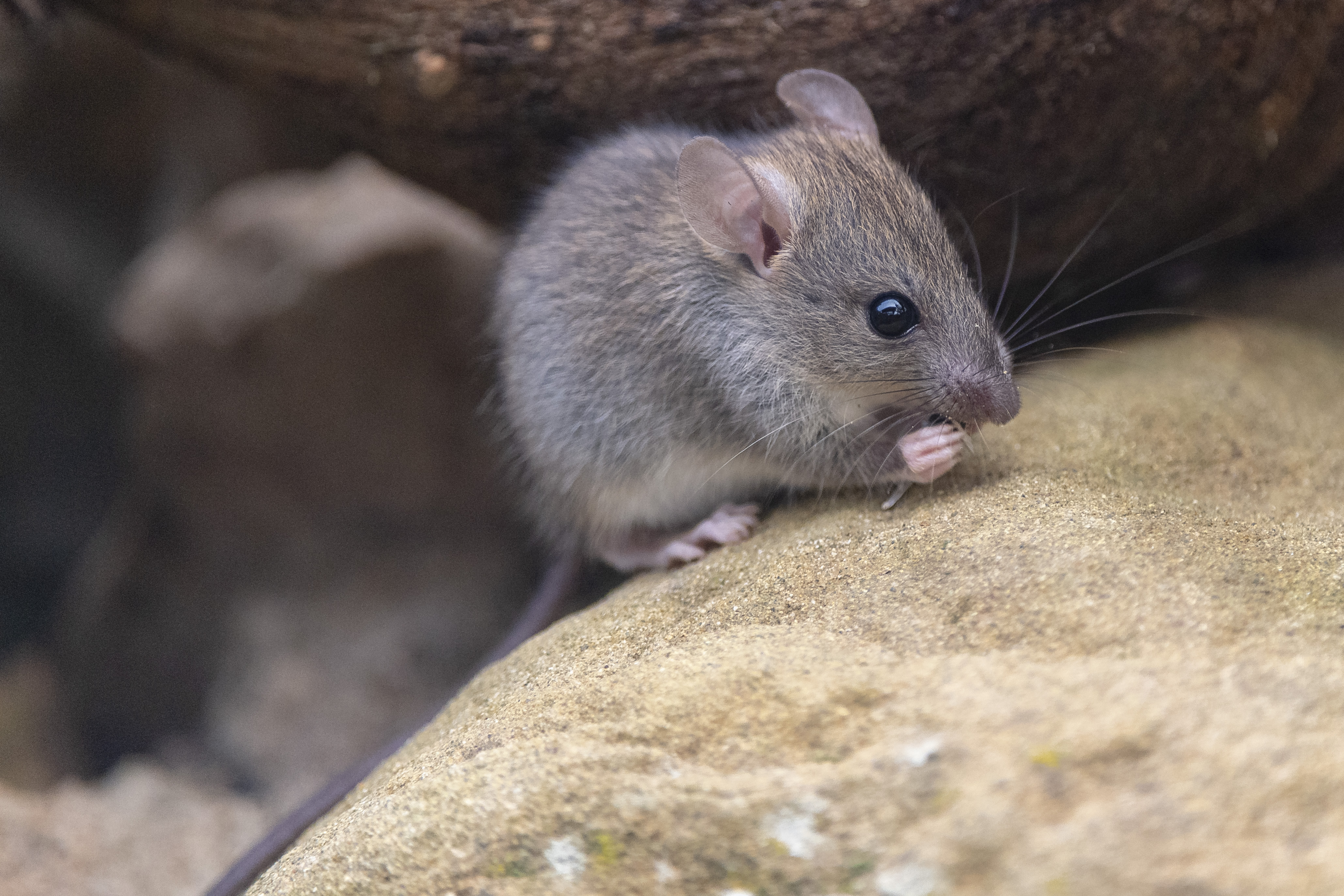 Rat Control