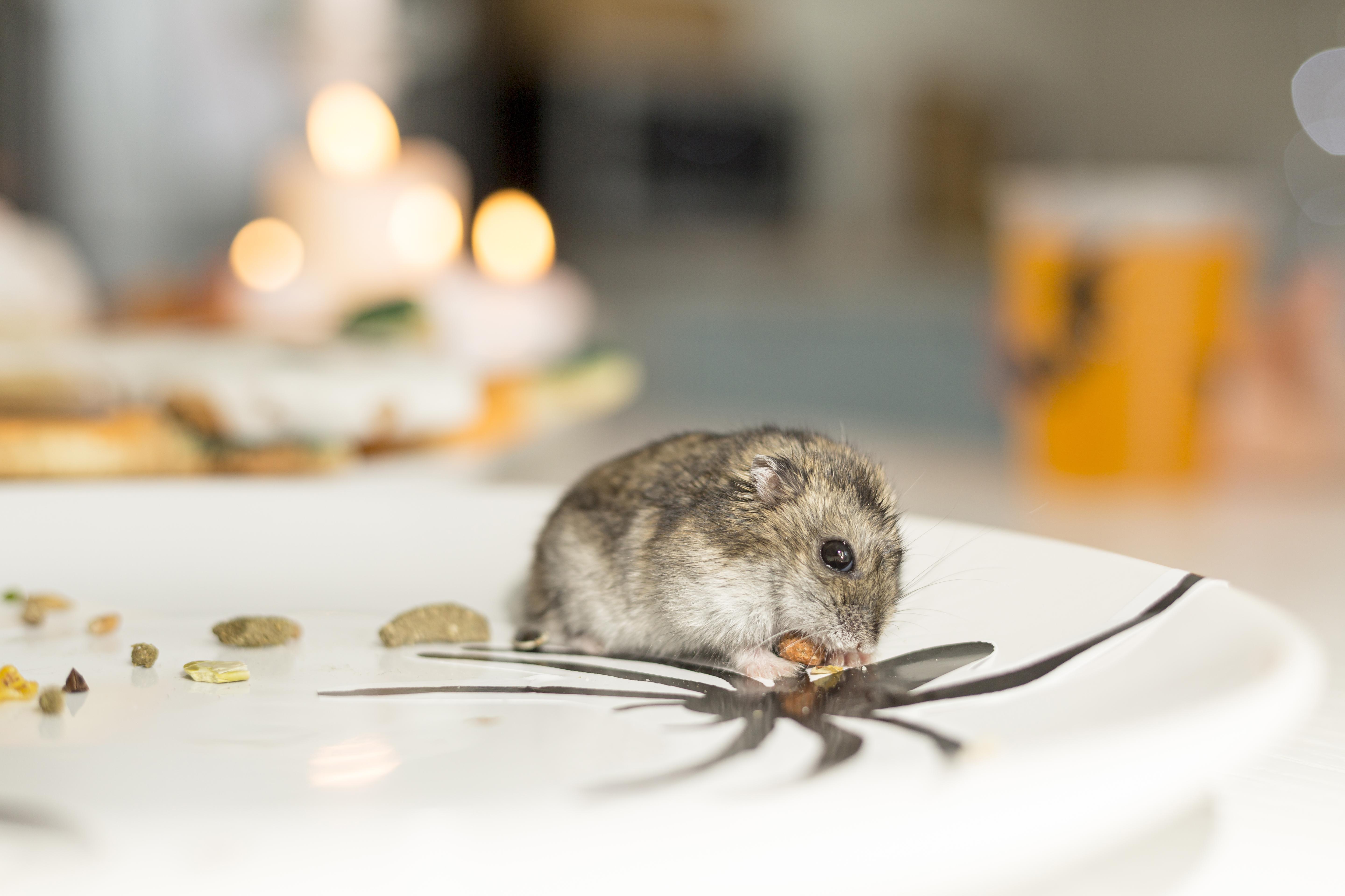 rodent pest control