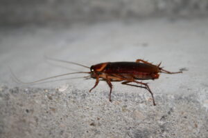 Cockroach Control