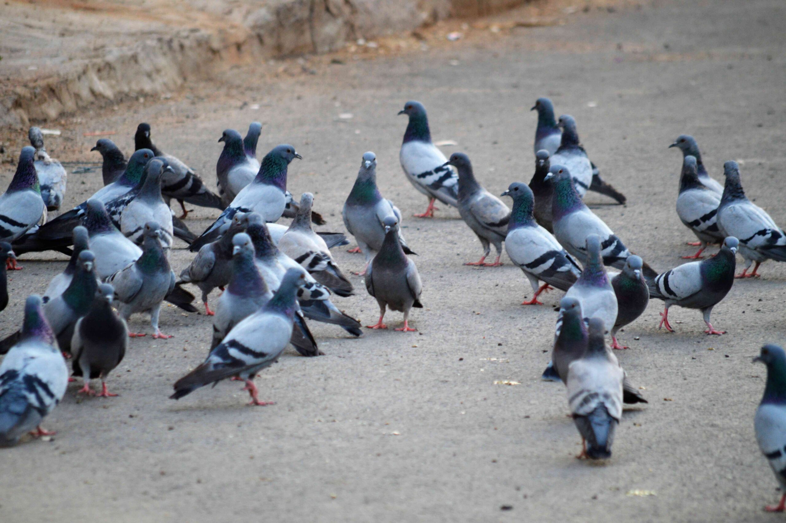 Pigeons