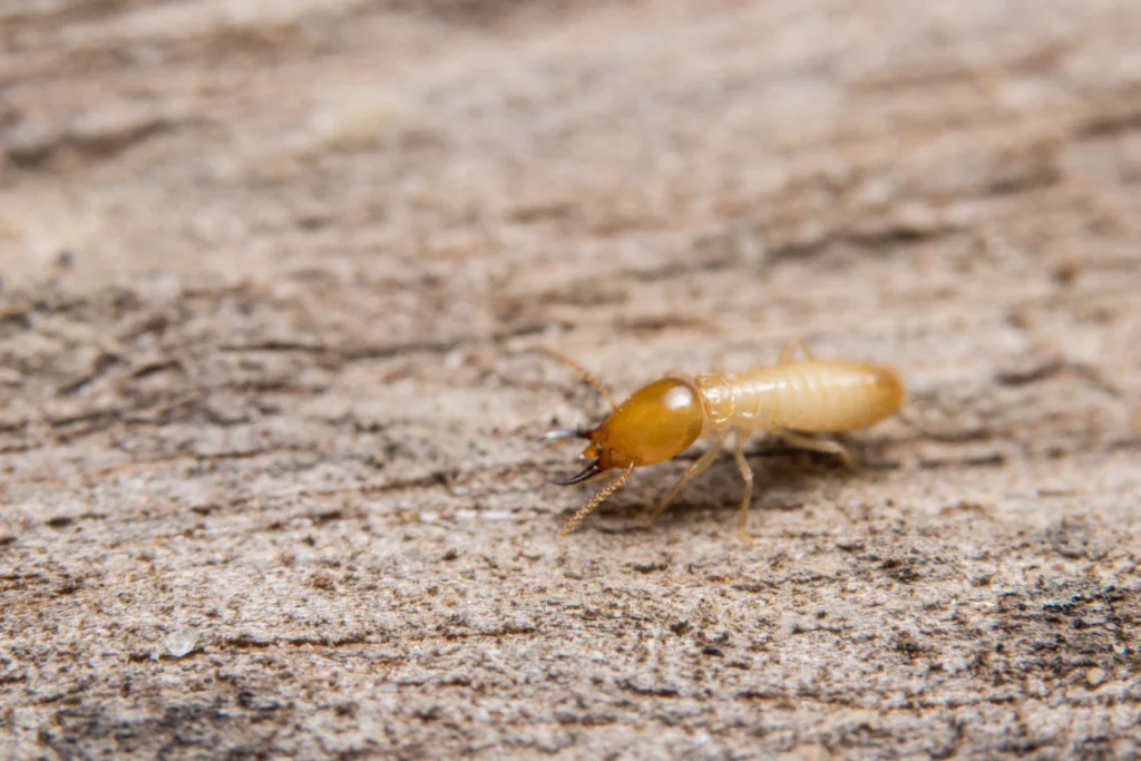 Termite Inspection