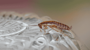 Cockroach control