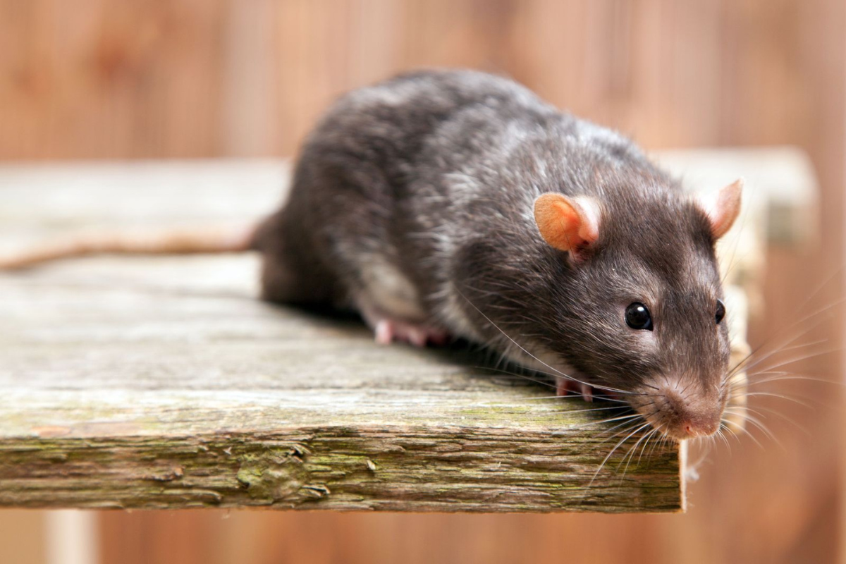 Rodent Control