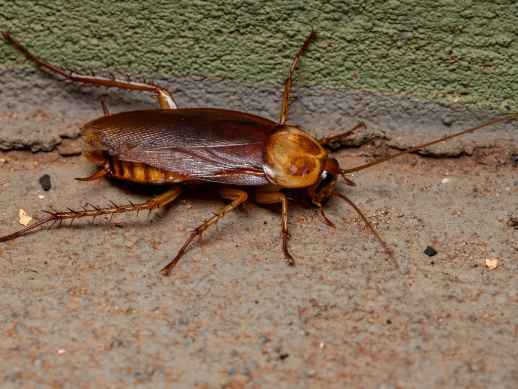 Cockroach Pest Control