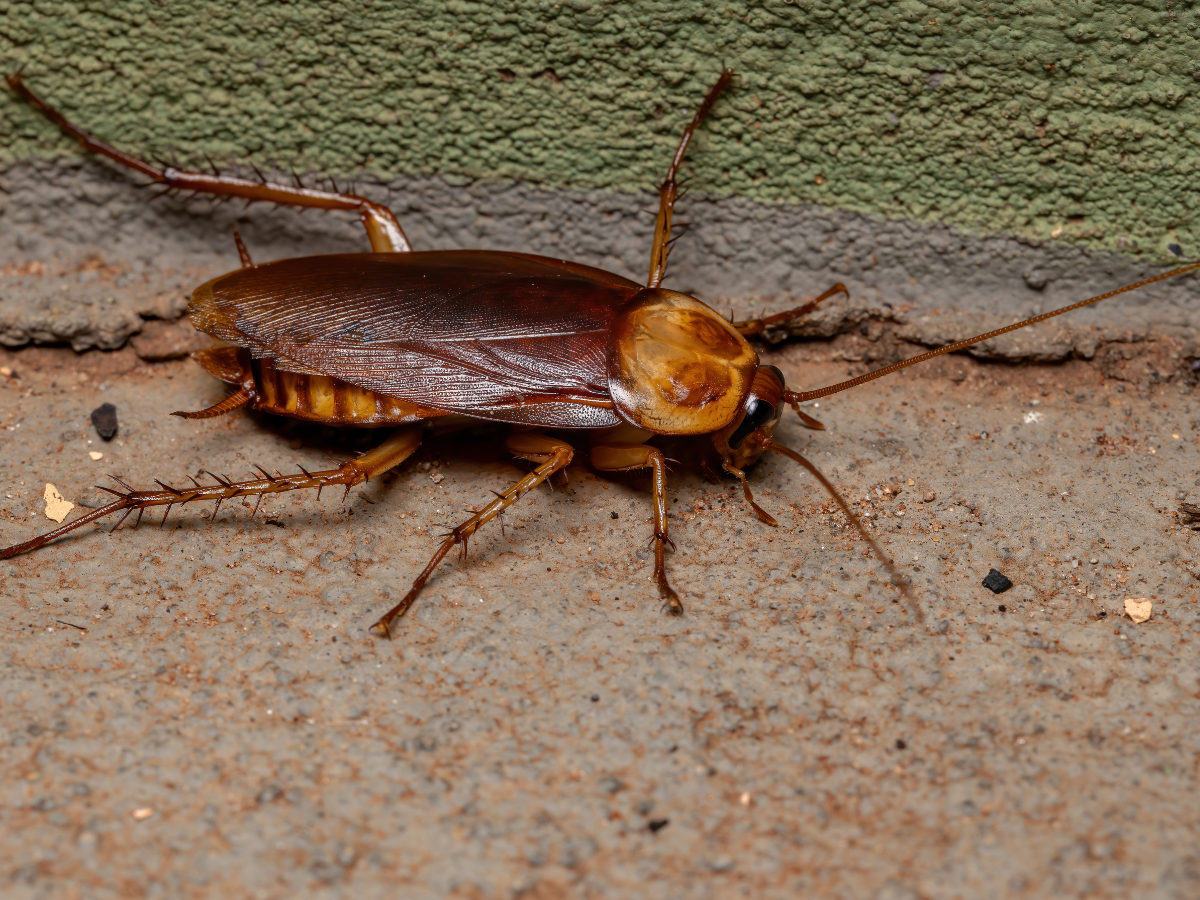 Cockroach Pest Control