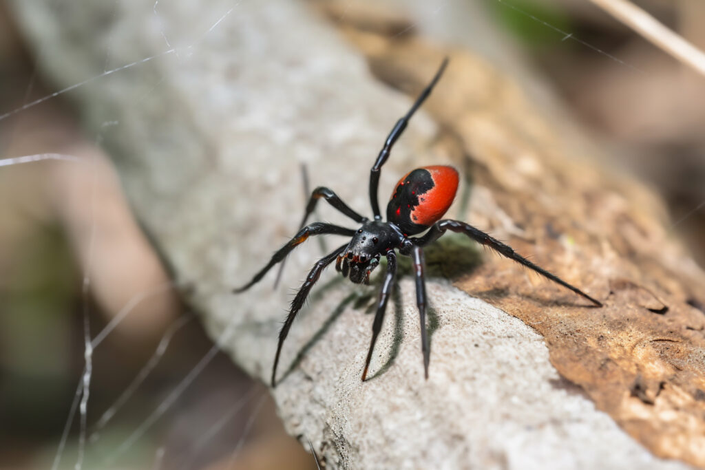 Spider Control