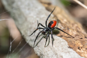 Spider Control