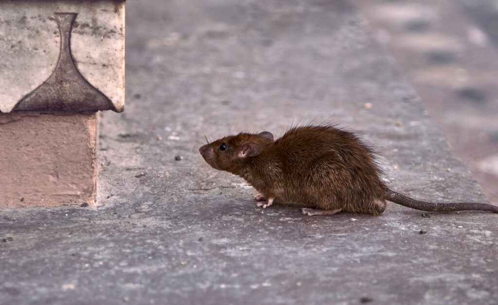 Rodent Pest control