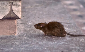 Rodent Pest control