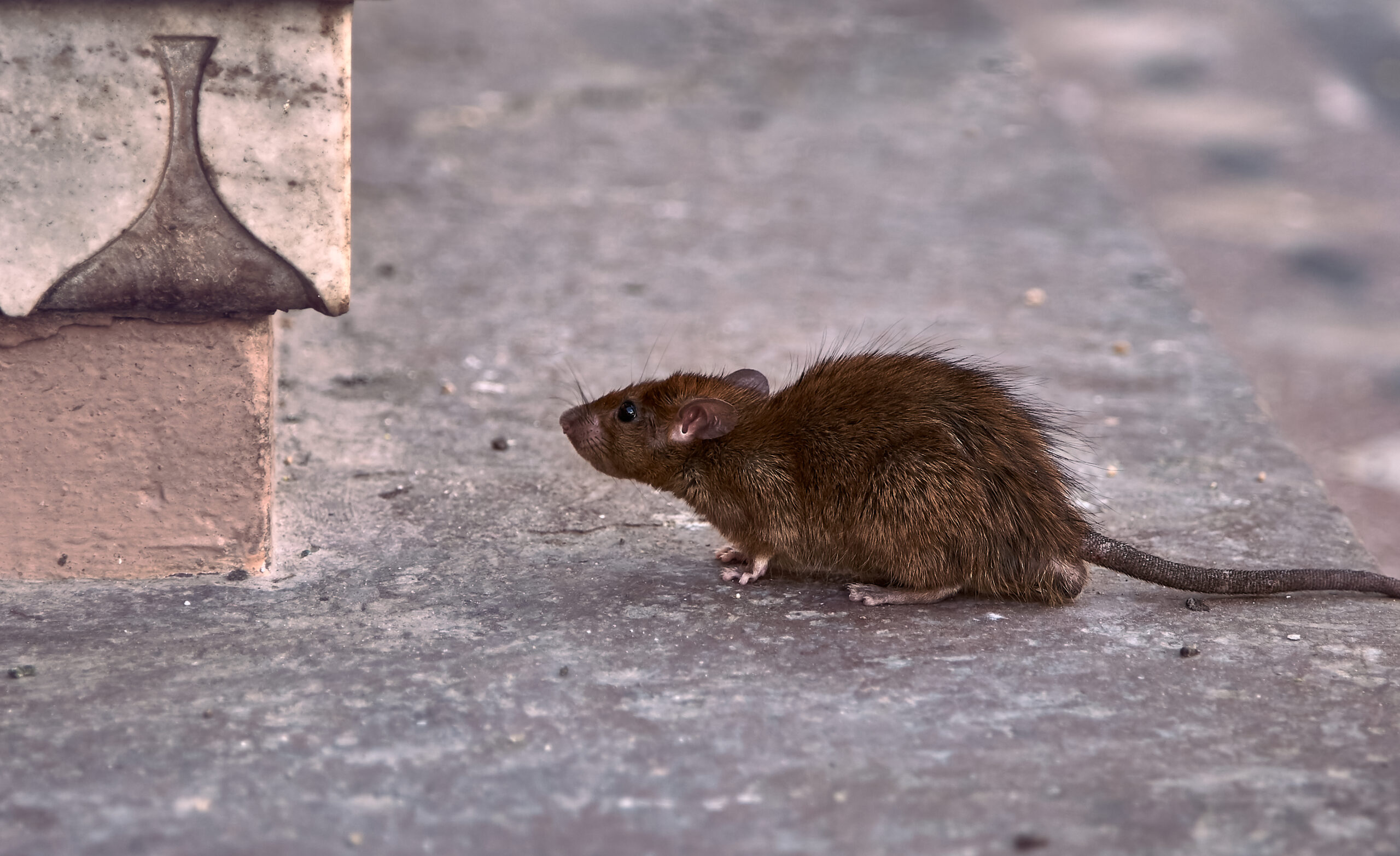 Rodent Pest control