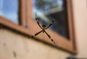 Spider control