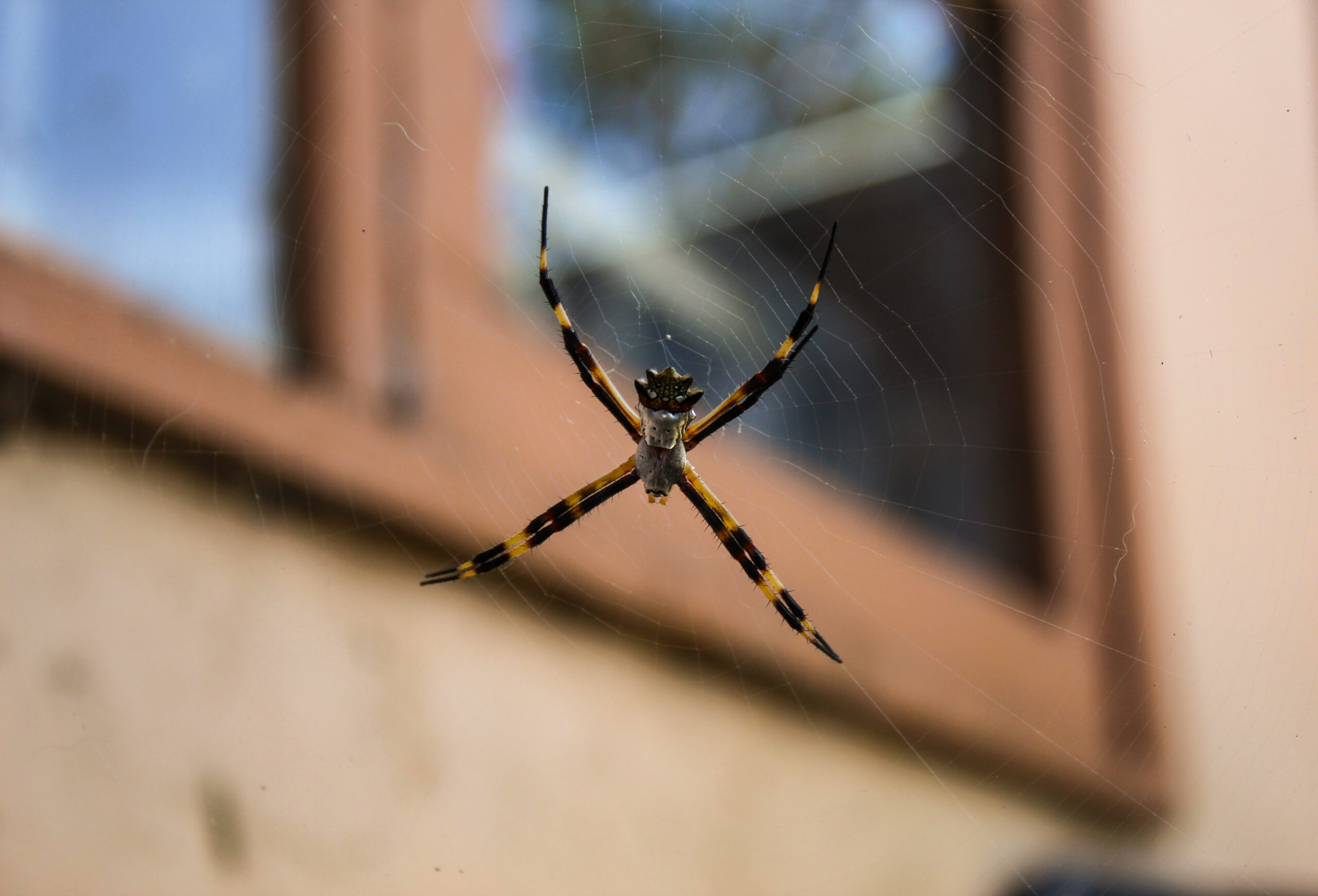 Spider control