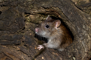 Rat