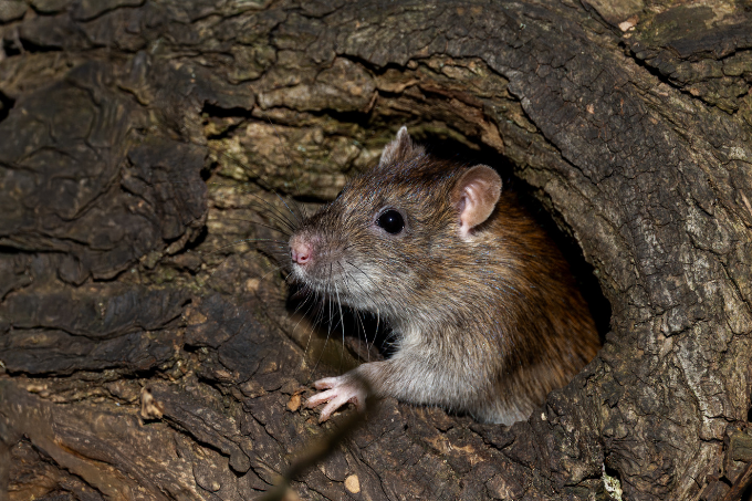 Rat