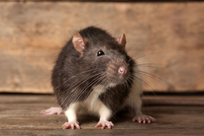 Rodent Pest control