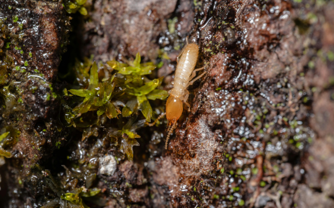 Termite Dust