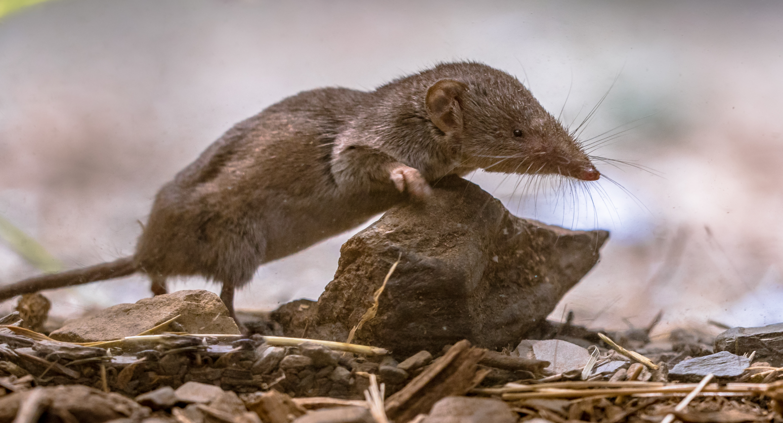 Rat