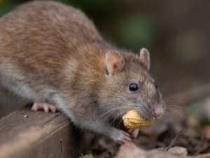 Rodent Control