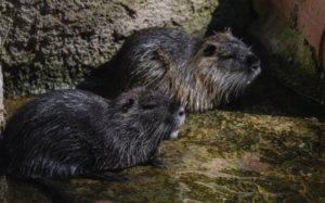 Rodent Control