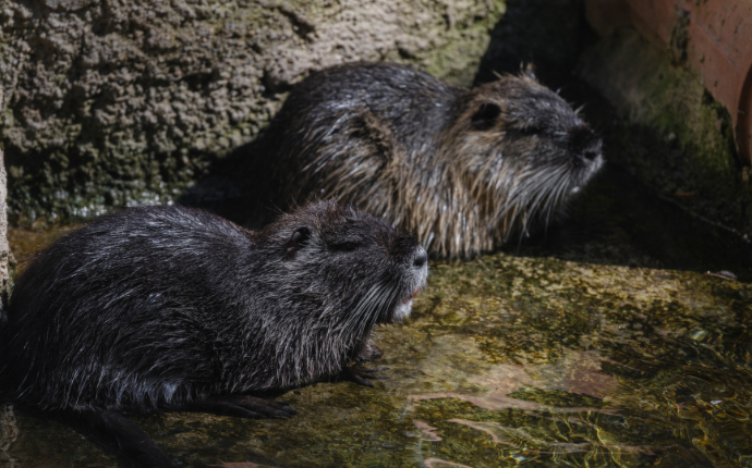 Rodent Control